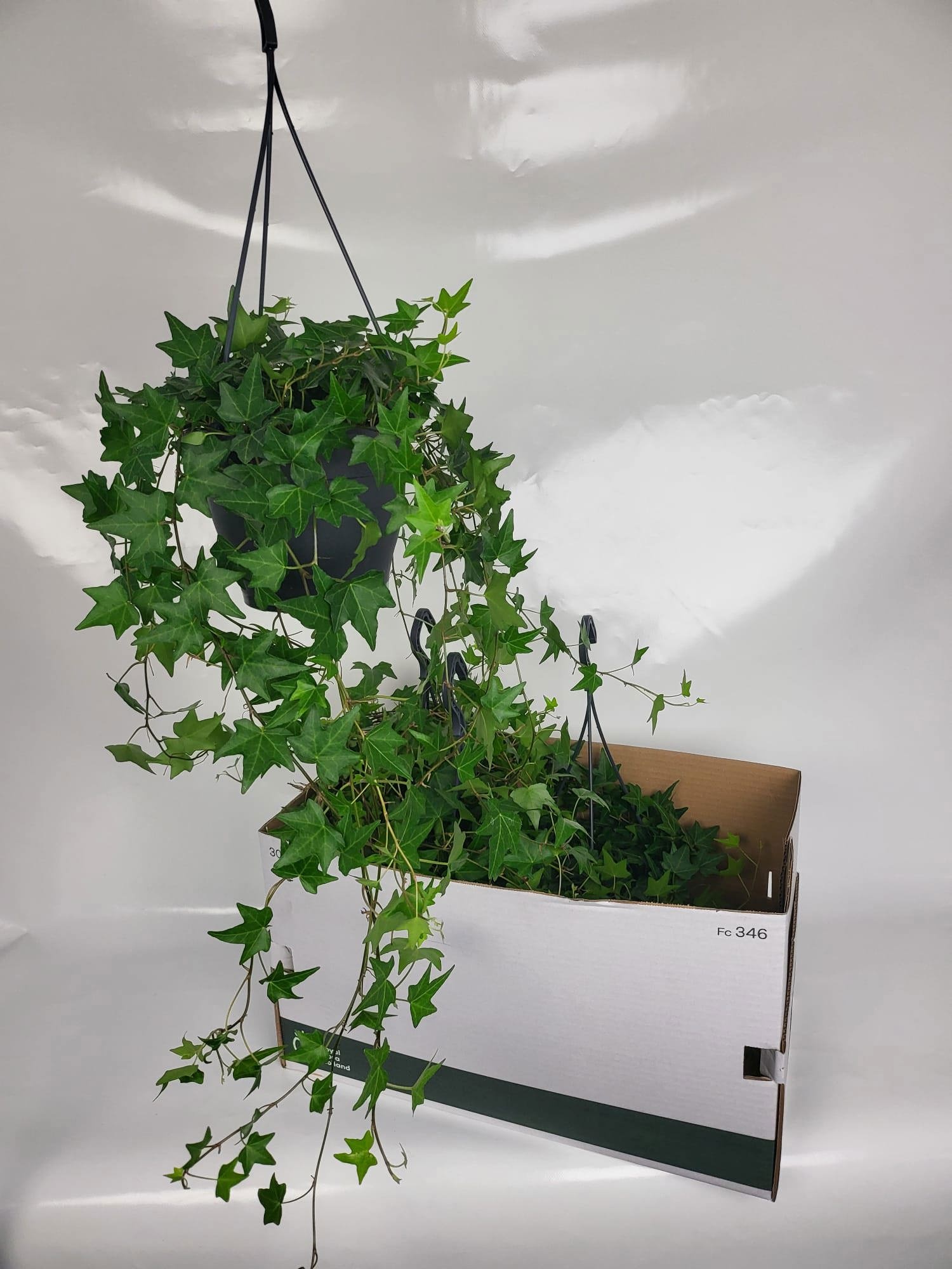 Hed He Jacobine 19Ø 50cm