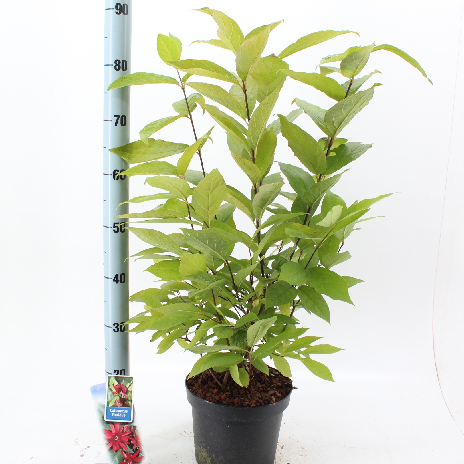 Picture of Calycanthus floridus P23 (5 Ltr) (LOOSE)