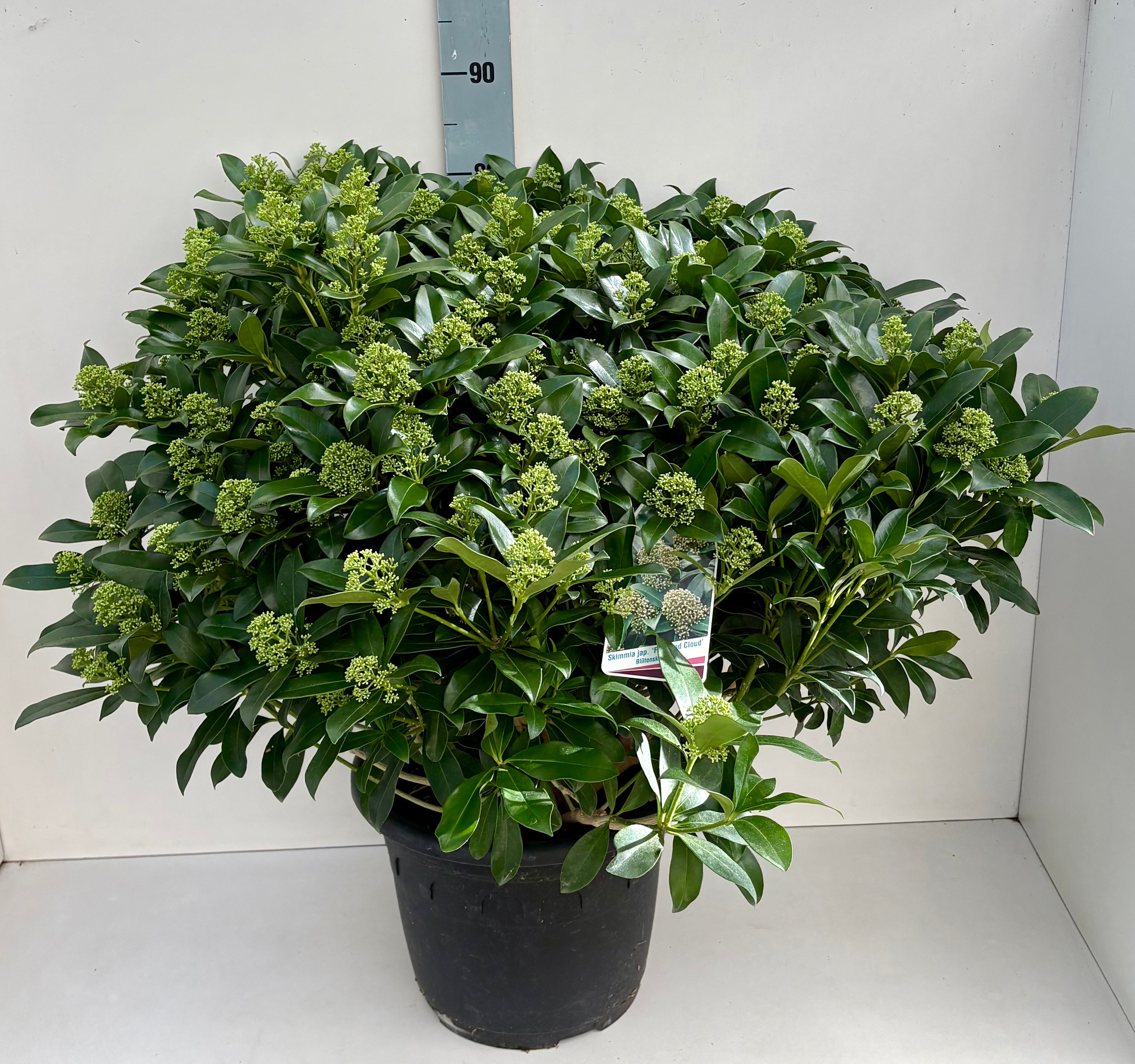 Skimmia Fragrant Cloud T35 XL