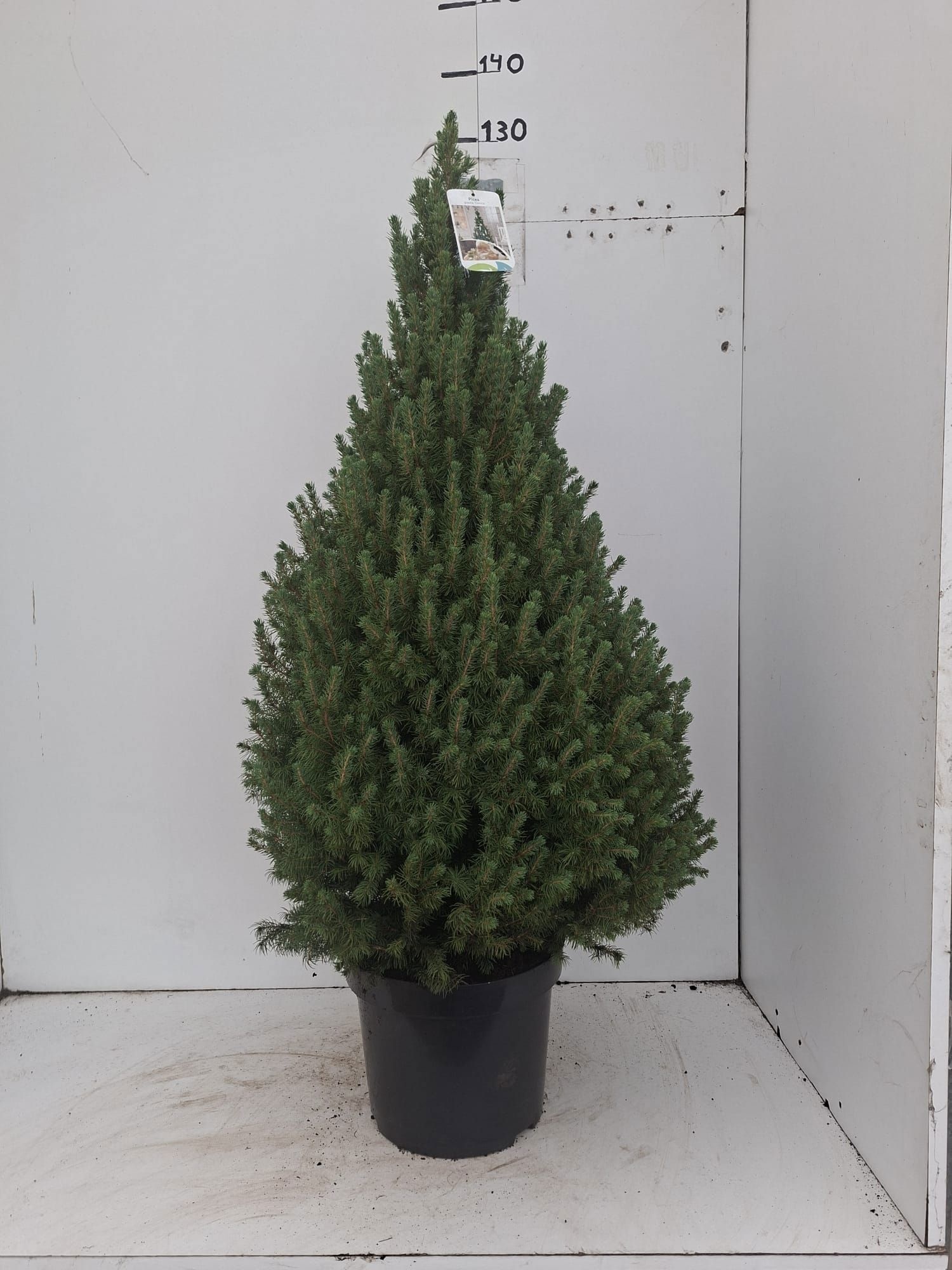 Picea Glauca Conica 29Ø 130cm