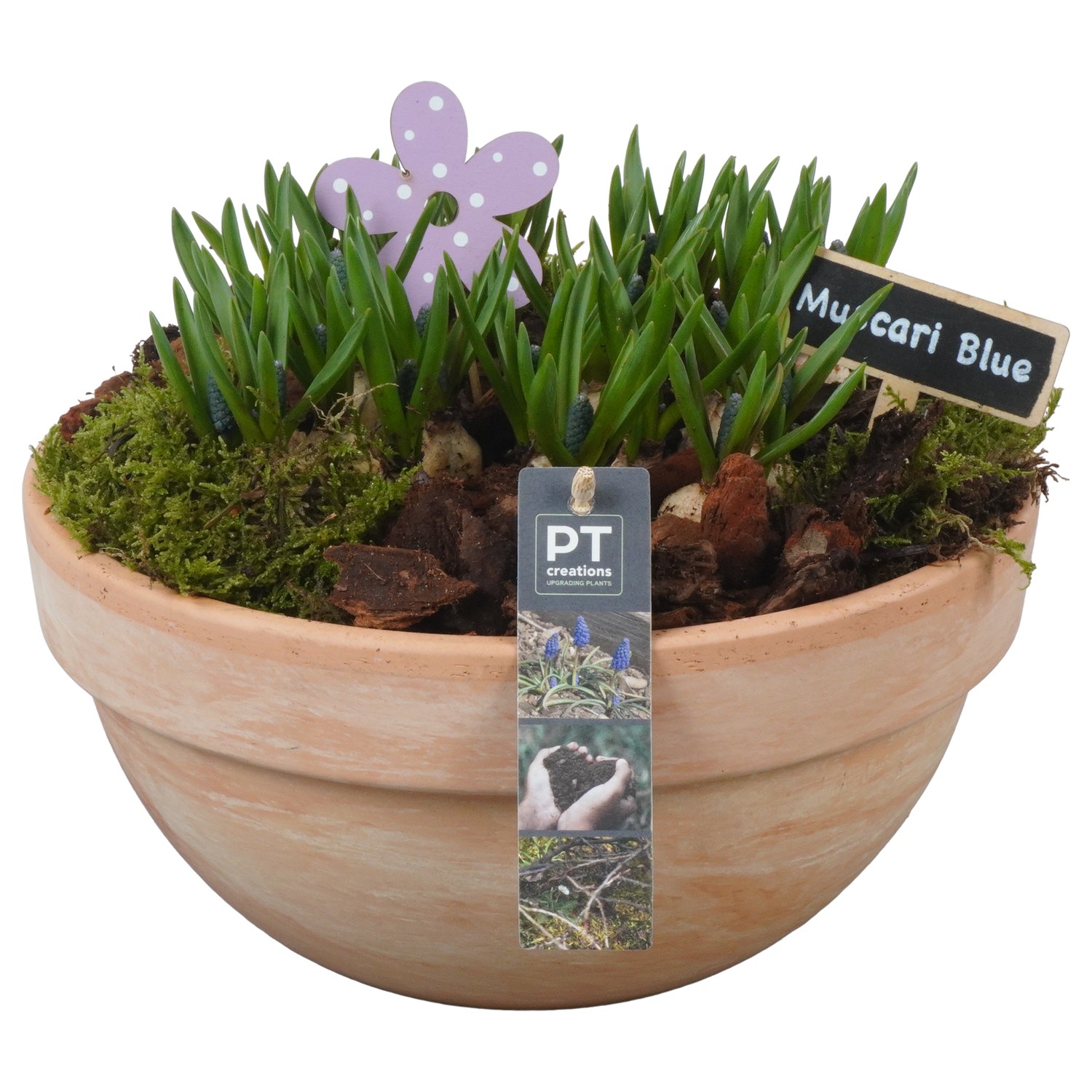 Picture of PTMB1069 Arrangement Muscari in terracotta bowl P26 22CM (LOOSE)