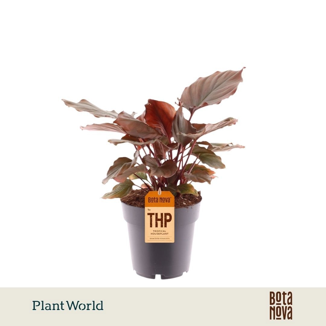 Homalomena Flaming Red