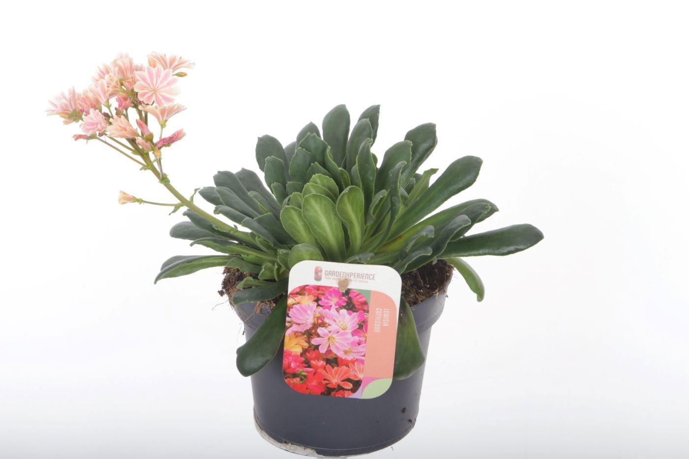 Lewisia cotyledon