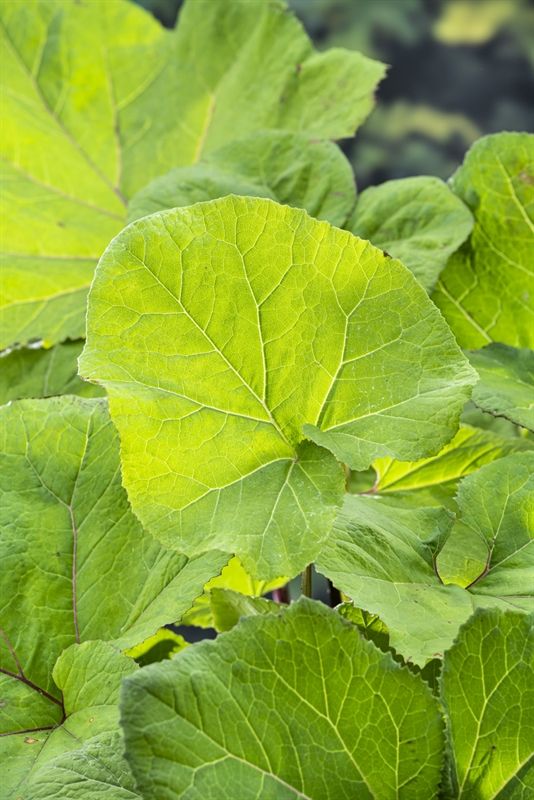 Petasites hybridus