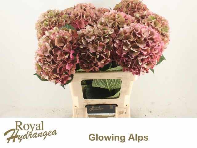 Hydrangea Glowing Alps Classic 60cm 19Ø