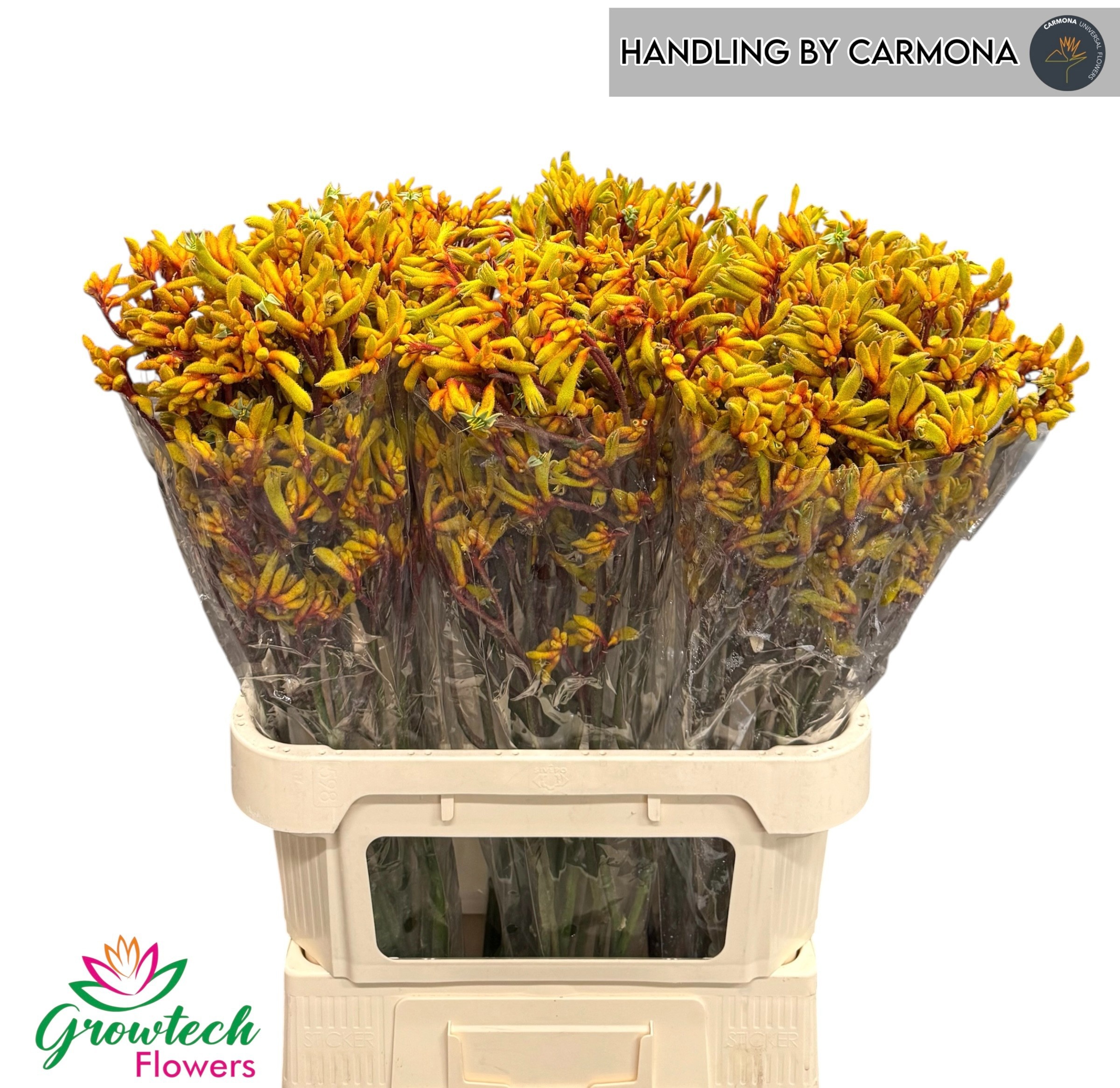 Anigozanthos Gold Fever 80cm