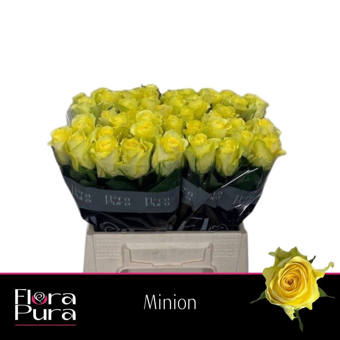 R Gr Minion Rose