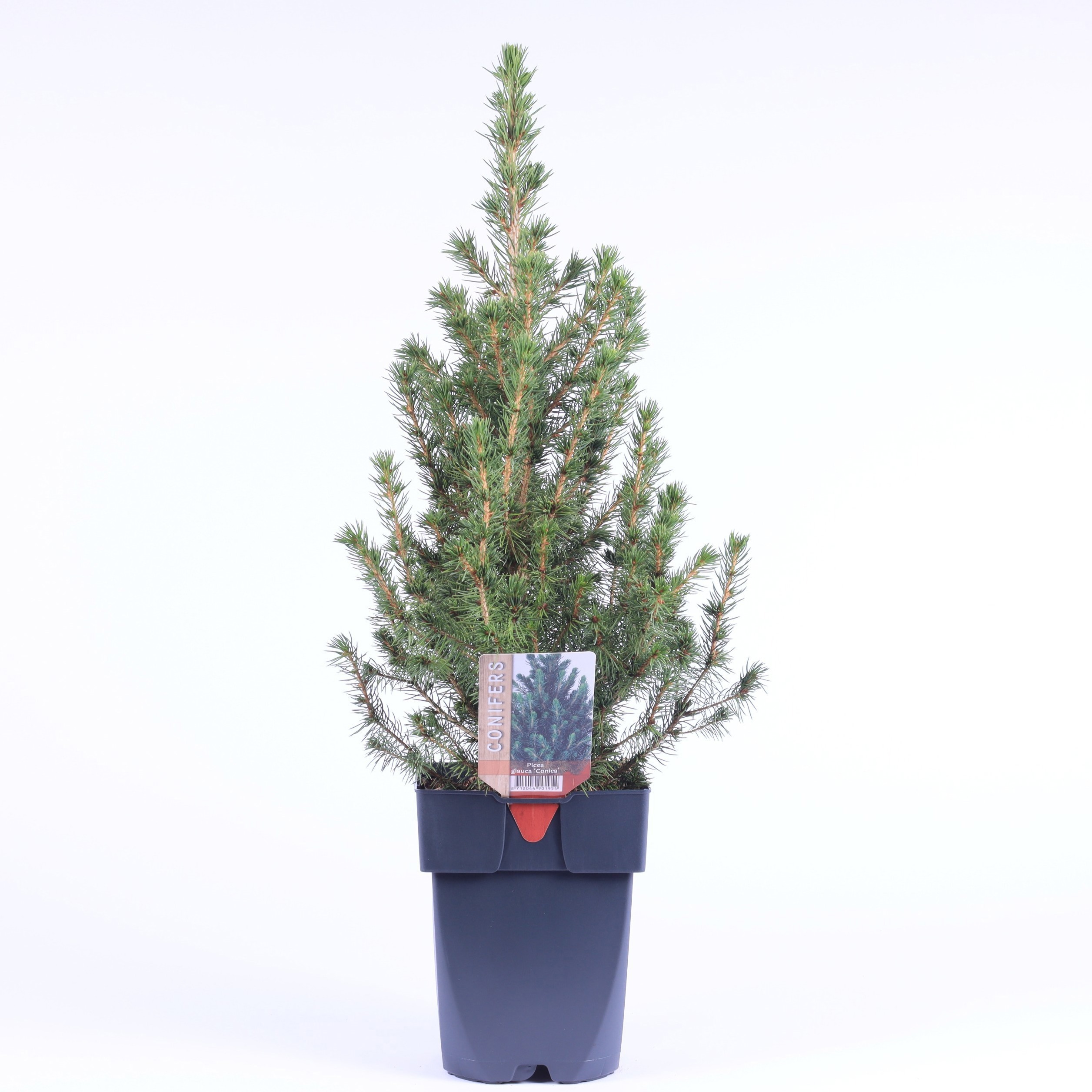 Picture of Picea glauca 'Conica' P17