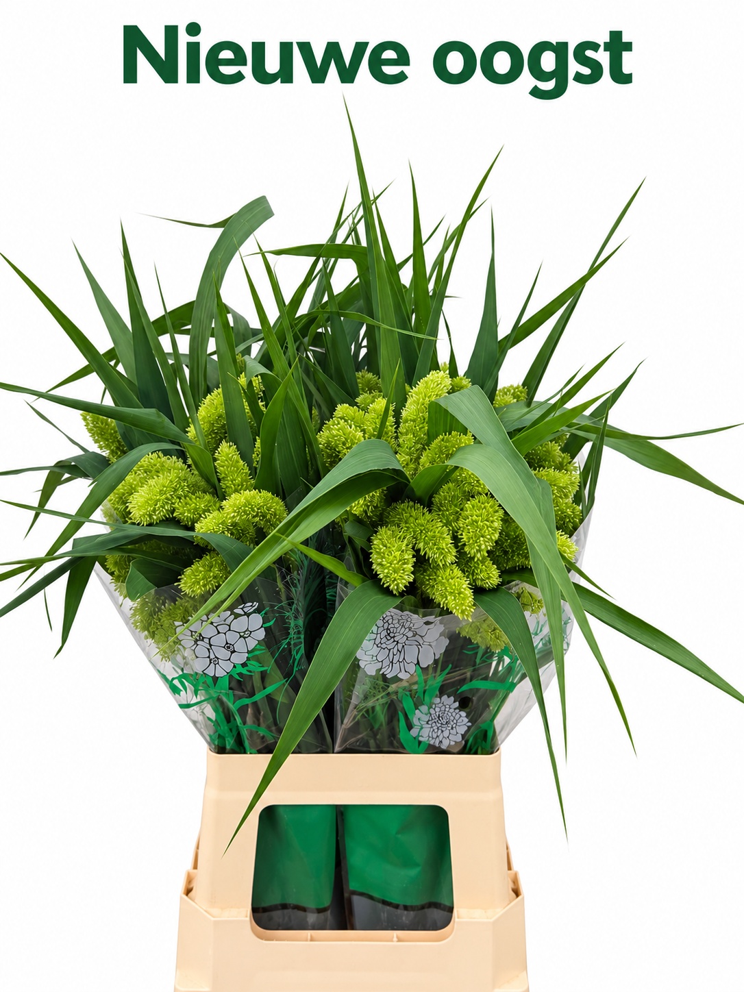 Setaria Volle Melk 70cm