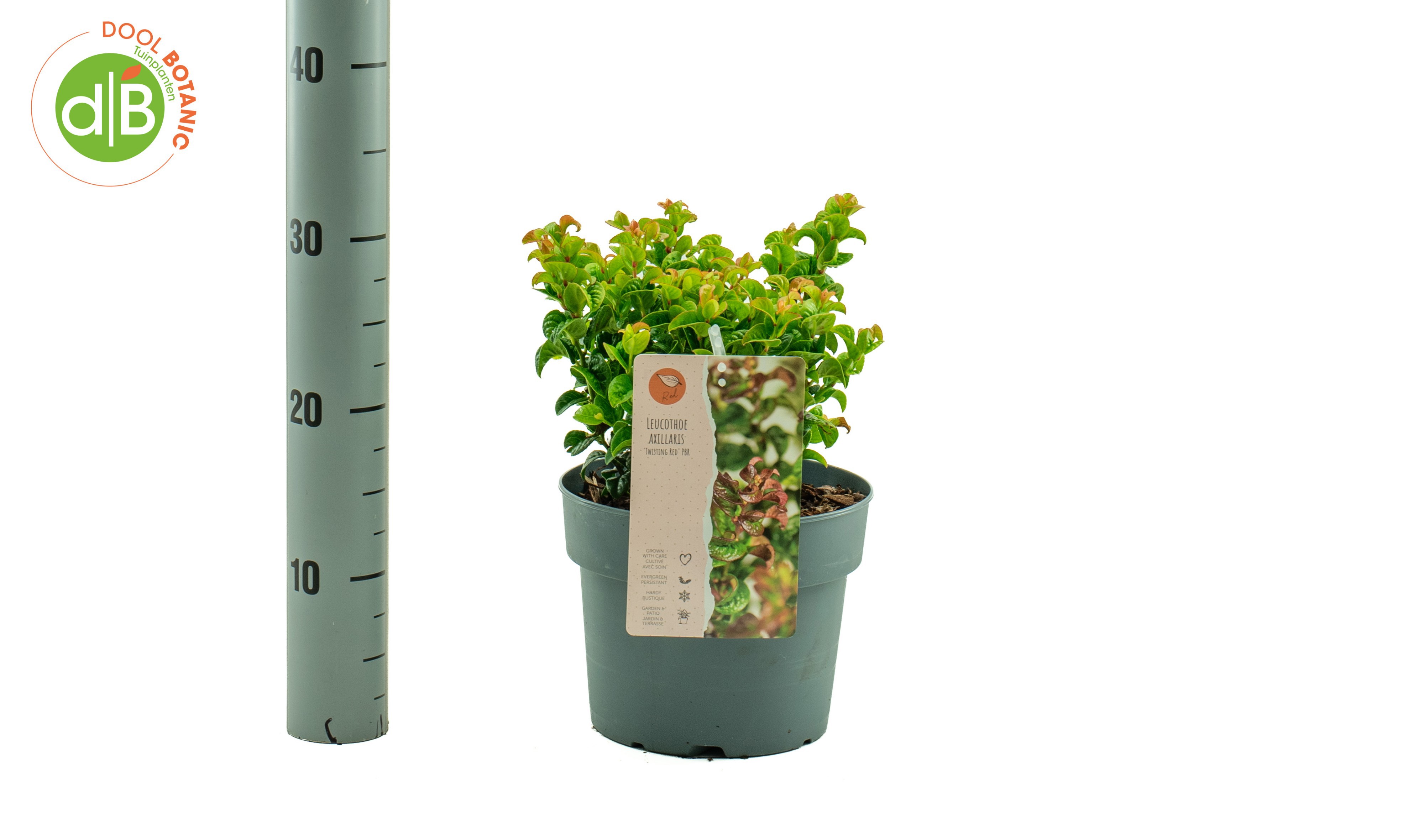 Leucothoe axillaris Twisting Red ('Opstal20' pbr)