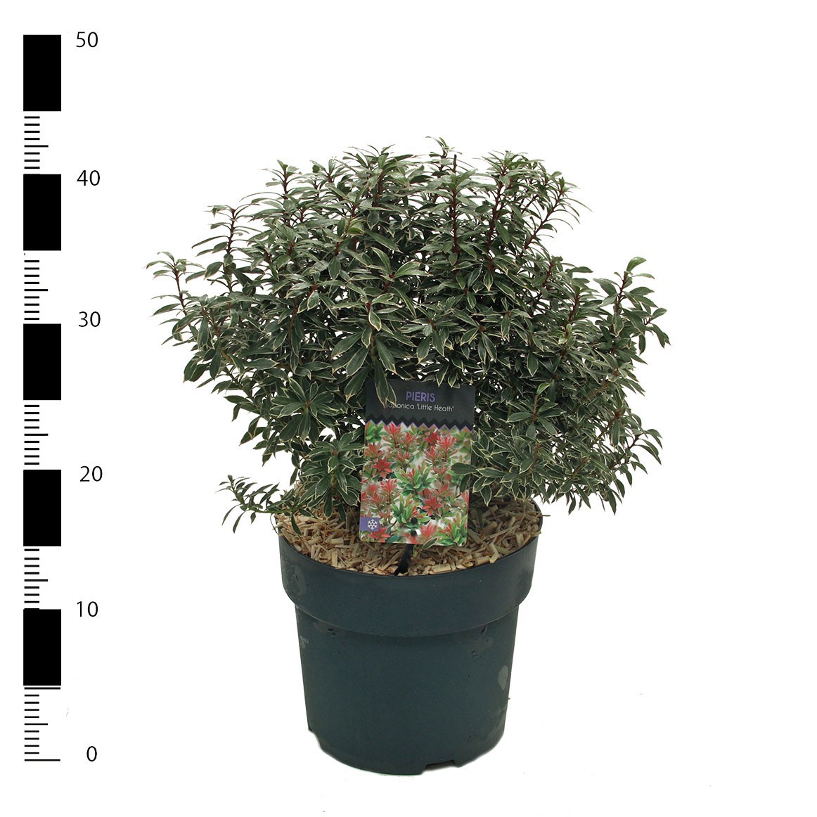 Picture of Pieris jap. 'Little Heath'