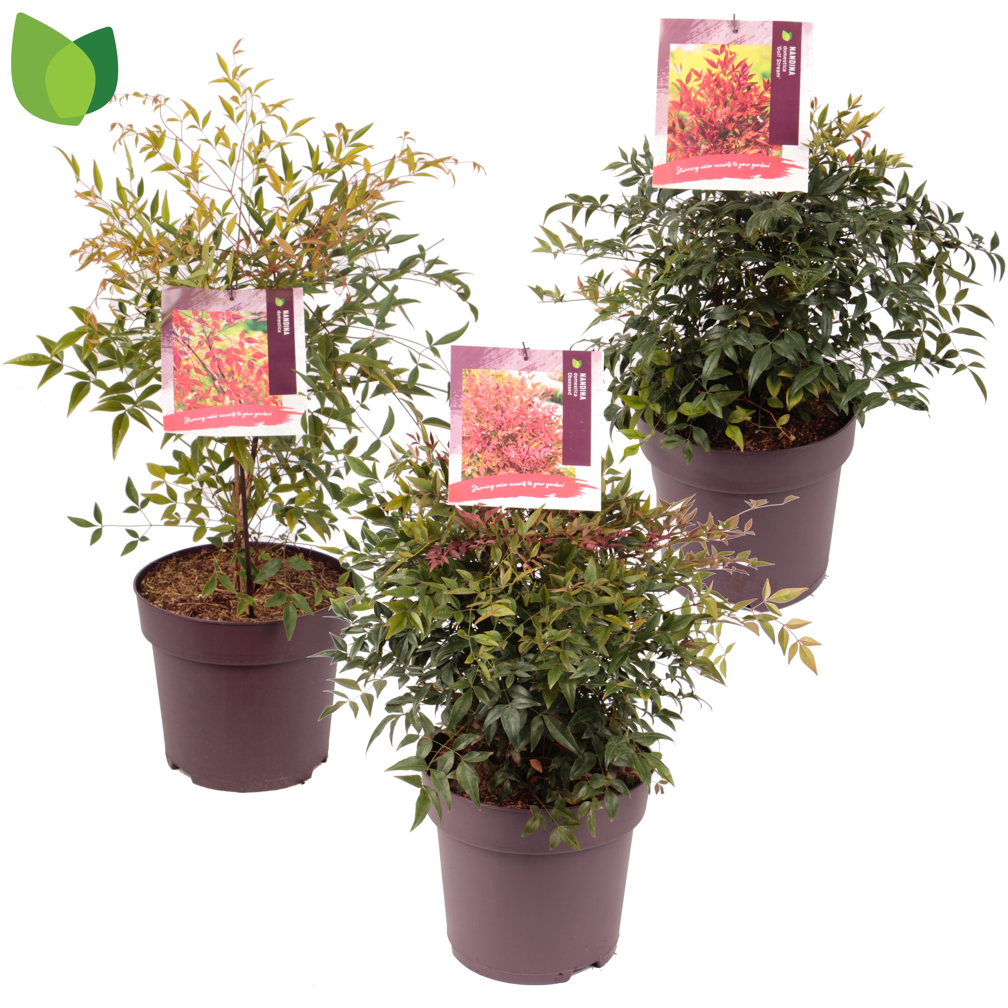 Picture of Nandina domestica in varieties P29 (10 Ltr) (LOOSE)