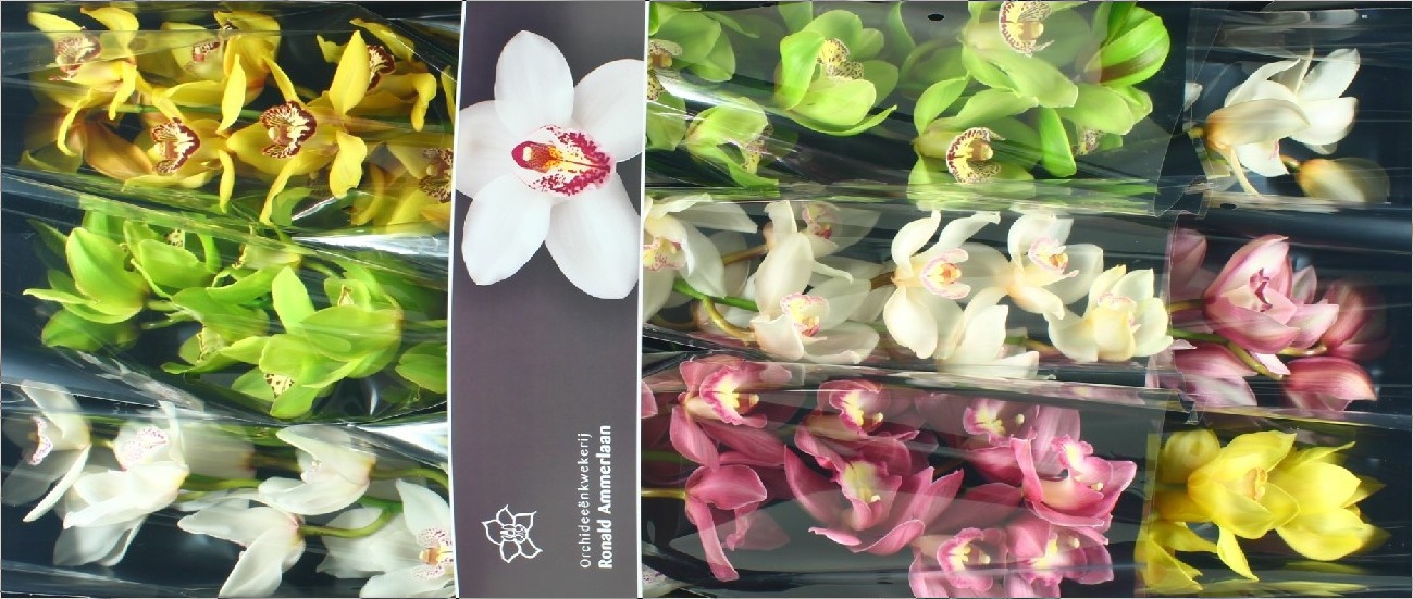 Cymbidium Asst 8bl