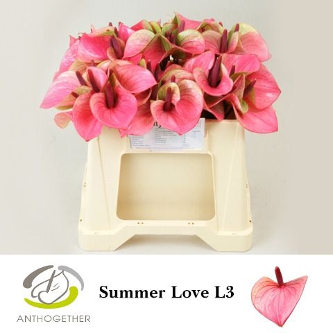 Anth A Summer Love