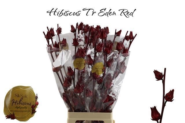Hibisc Tr Eden Red 80cm