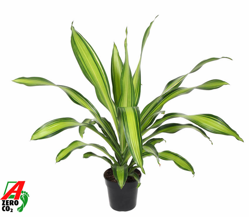 Picture of Dracaena Charley head cutting P21 80CM (LOOSE)