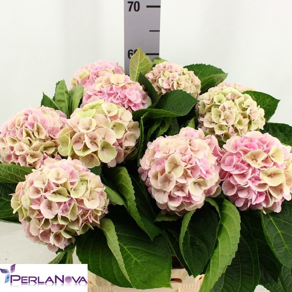 Hydrangea My Matcha Classic 60cm 16Ø