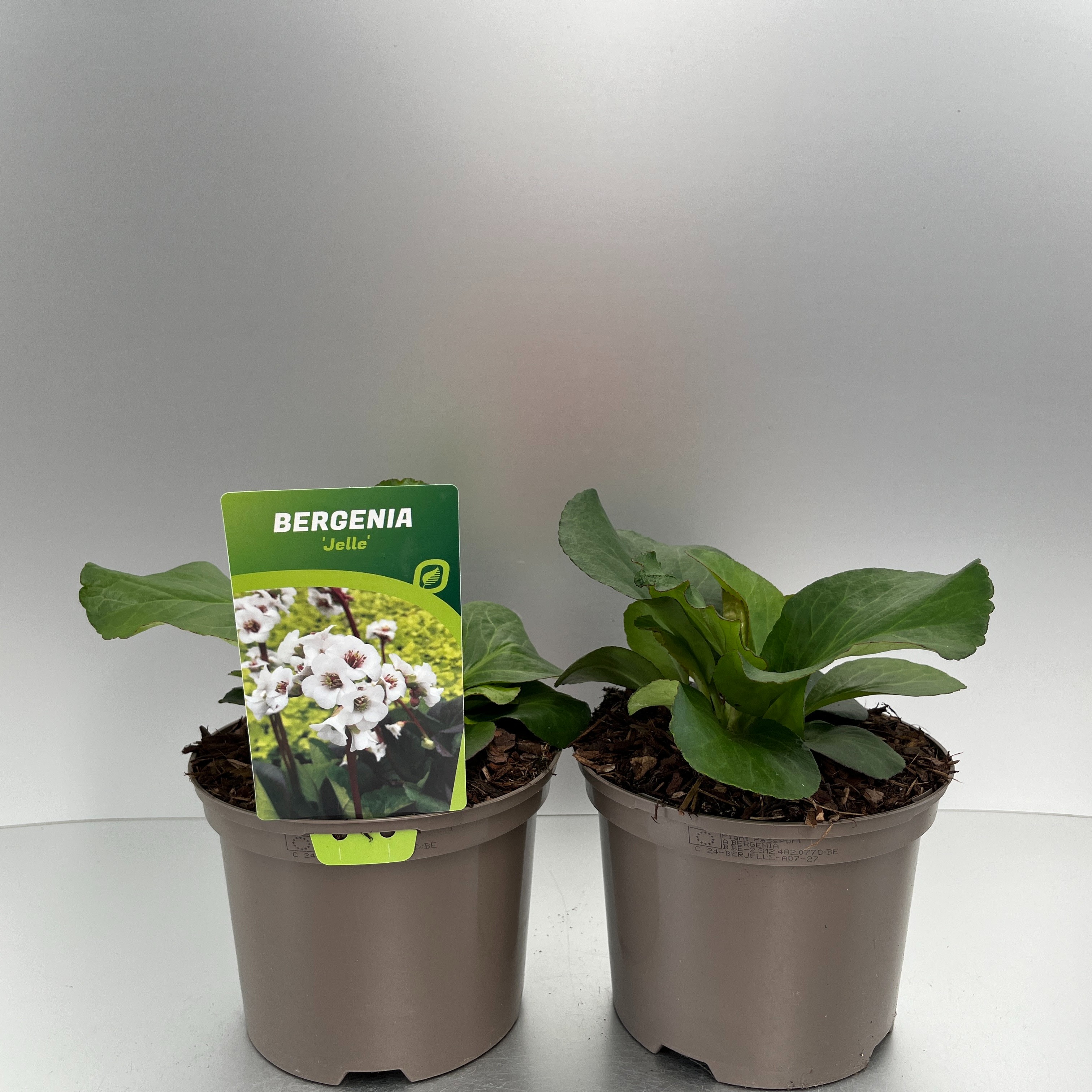 Picture of Bergenia cordifolia Jelle white P17 (2 Ltr)