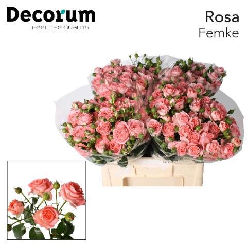 Rosa Spr Femke 60cm