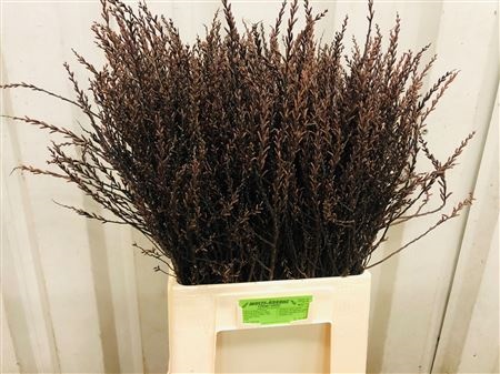 Myrica Gale 80cm