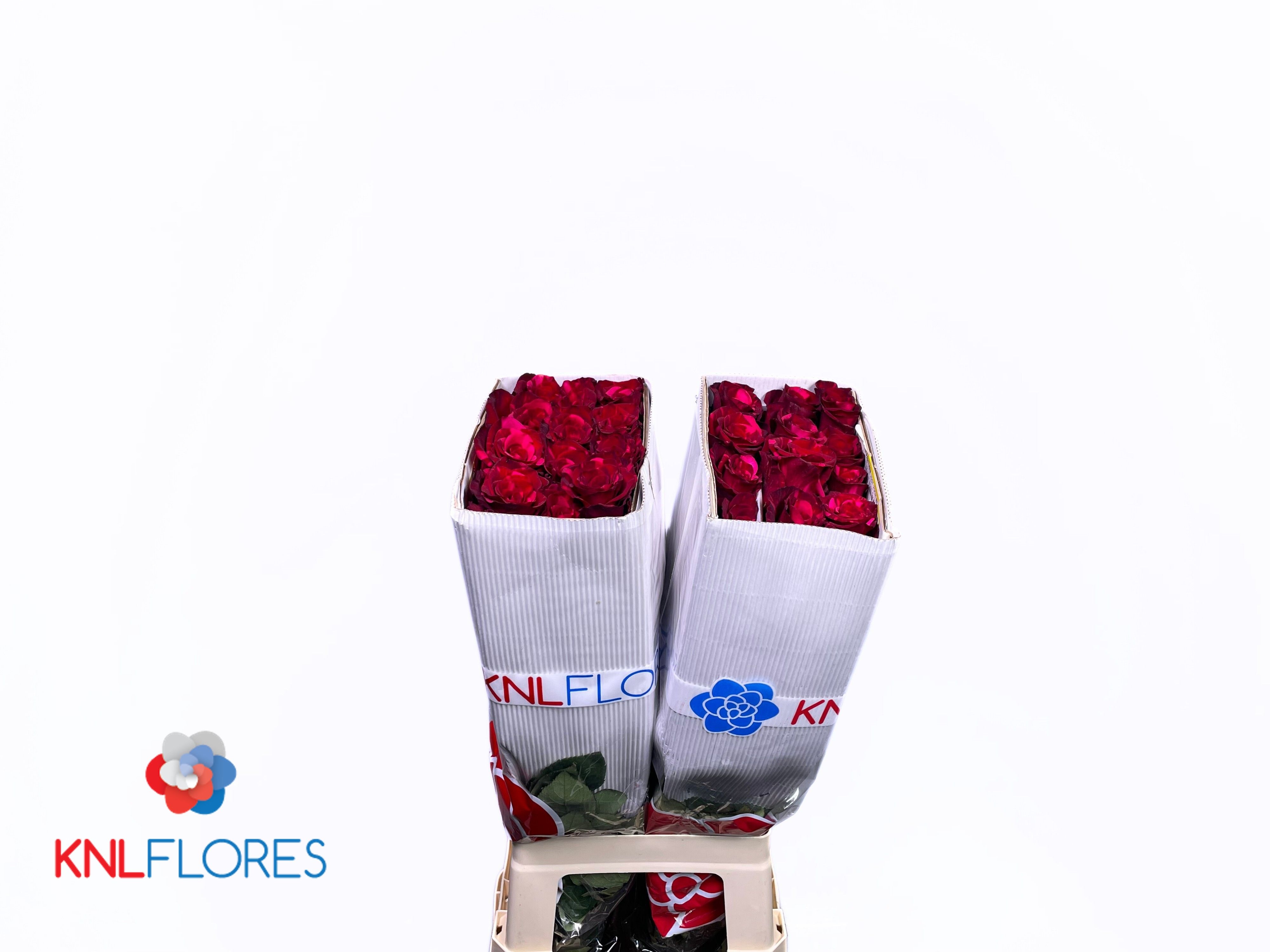 Rosa Red Panther 80cm