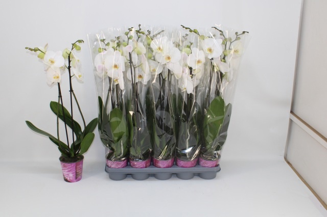 Phalaenopsis White 2 Stem 12Ø 65cm