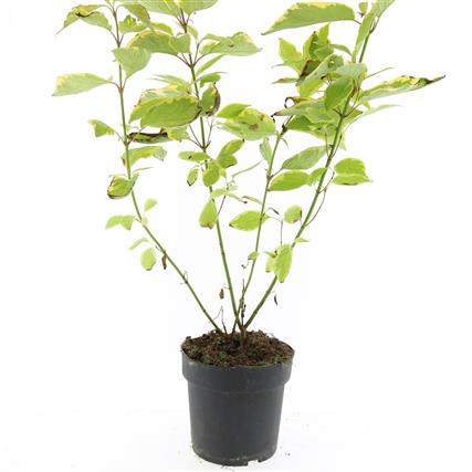 Picture of Cornus alba Gouchaultii P17 (2 Ltr)