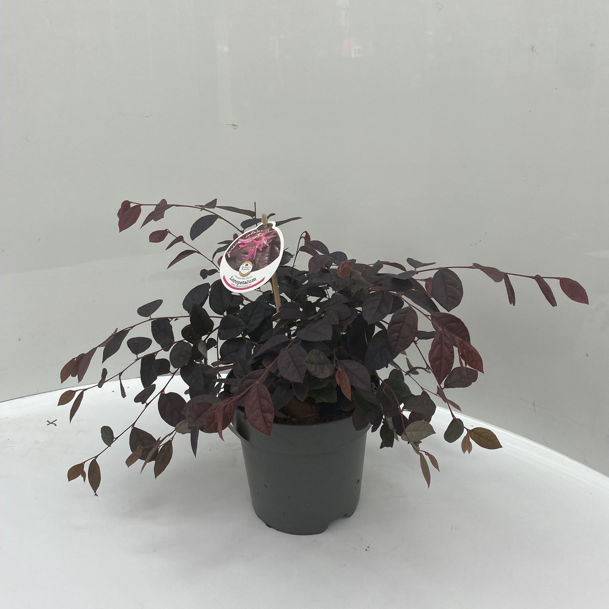 Picture of Loropetalum chin. Fire Dance P17 (2 Ltr)