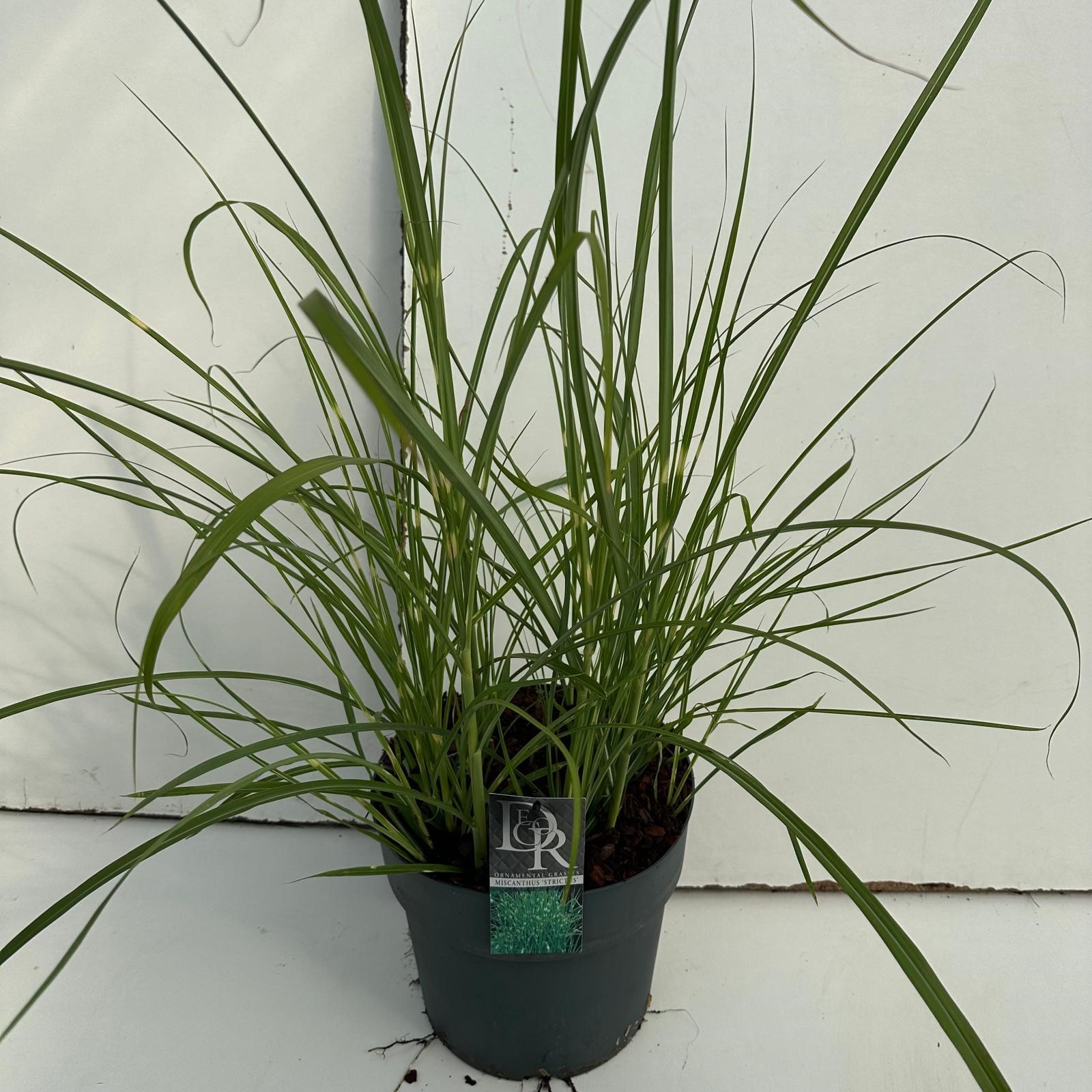 Picture of Miscanthus Strictus P29 (10 Ltr) (LOOSE)