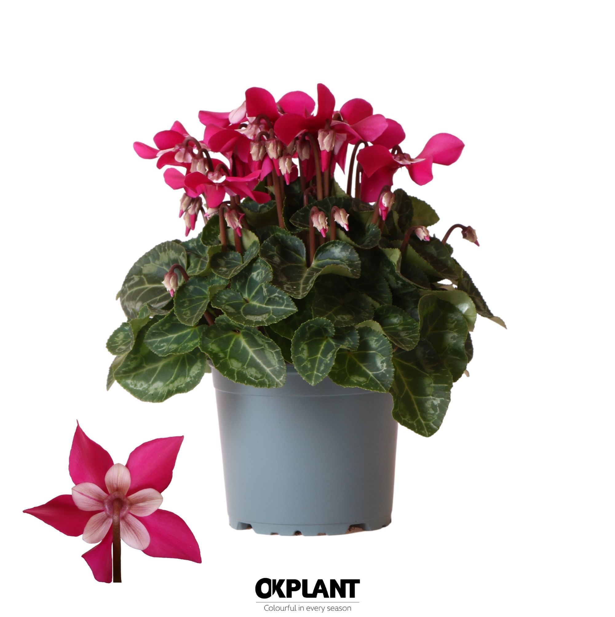 Cyclamen Djix violet