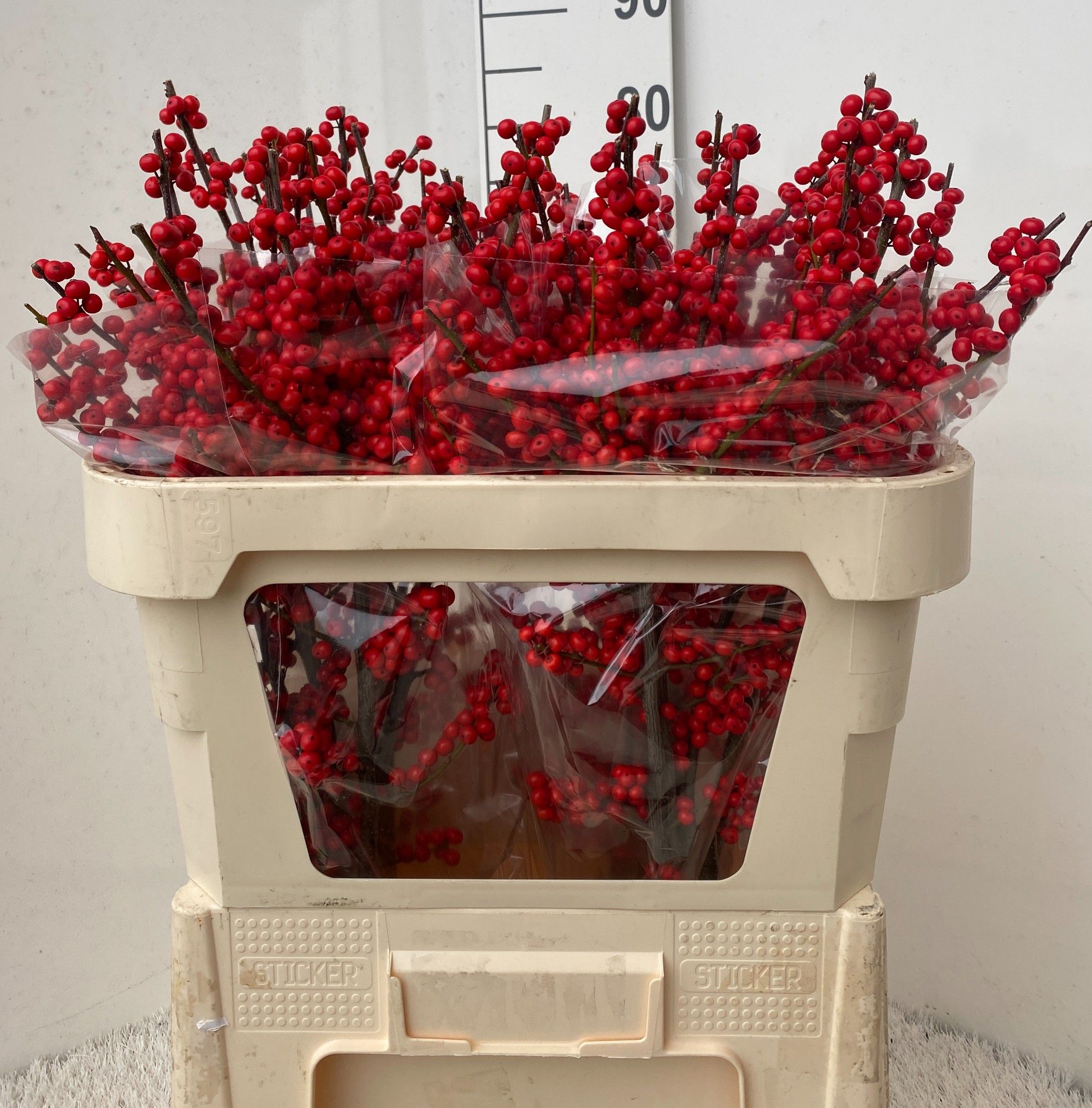 Ilex Verticlilata 70cm