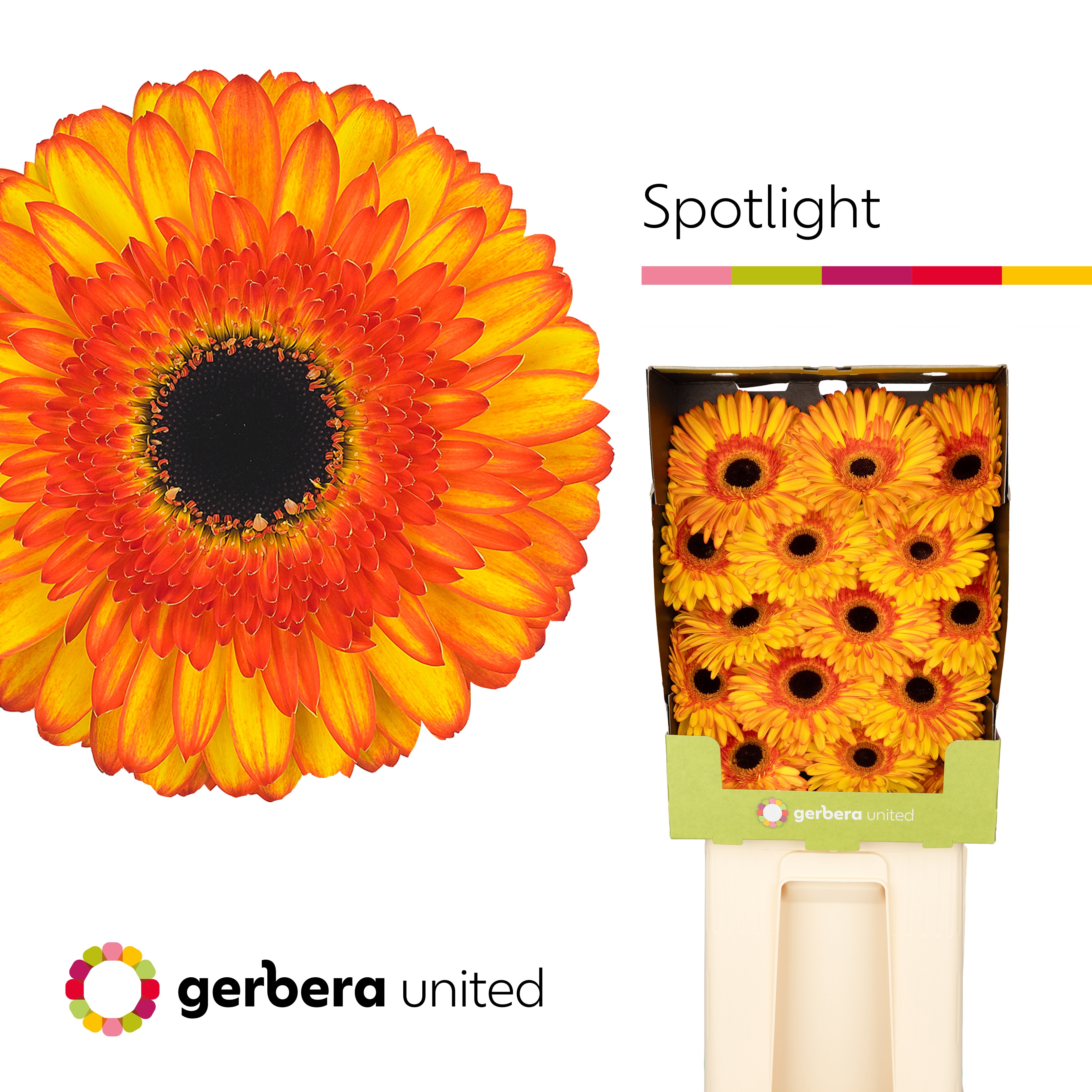 Ge Gr Spotlight