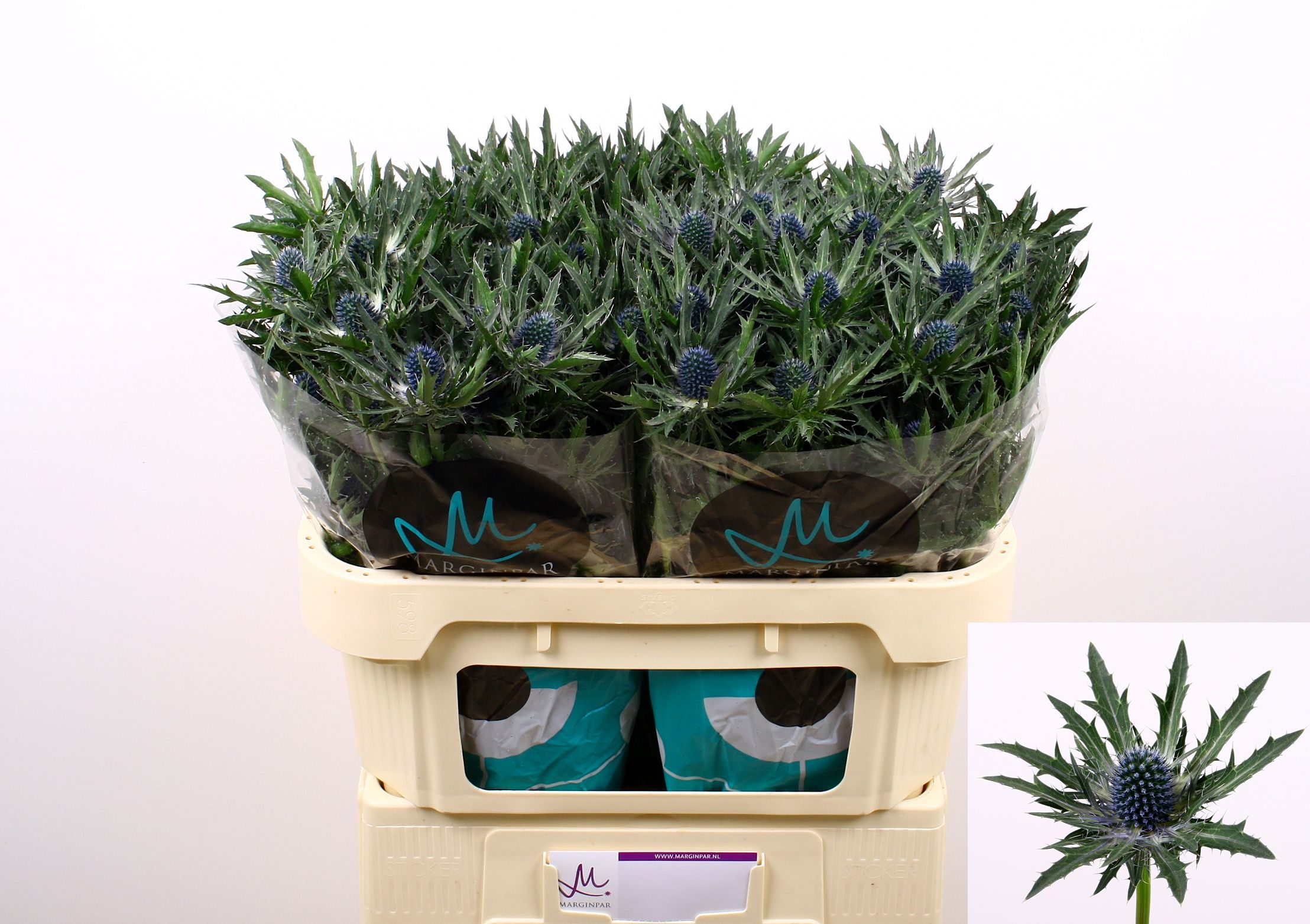 Eryngium Orion 70cm