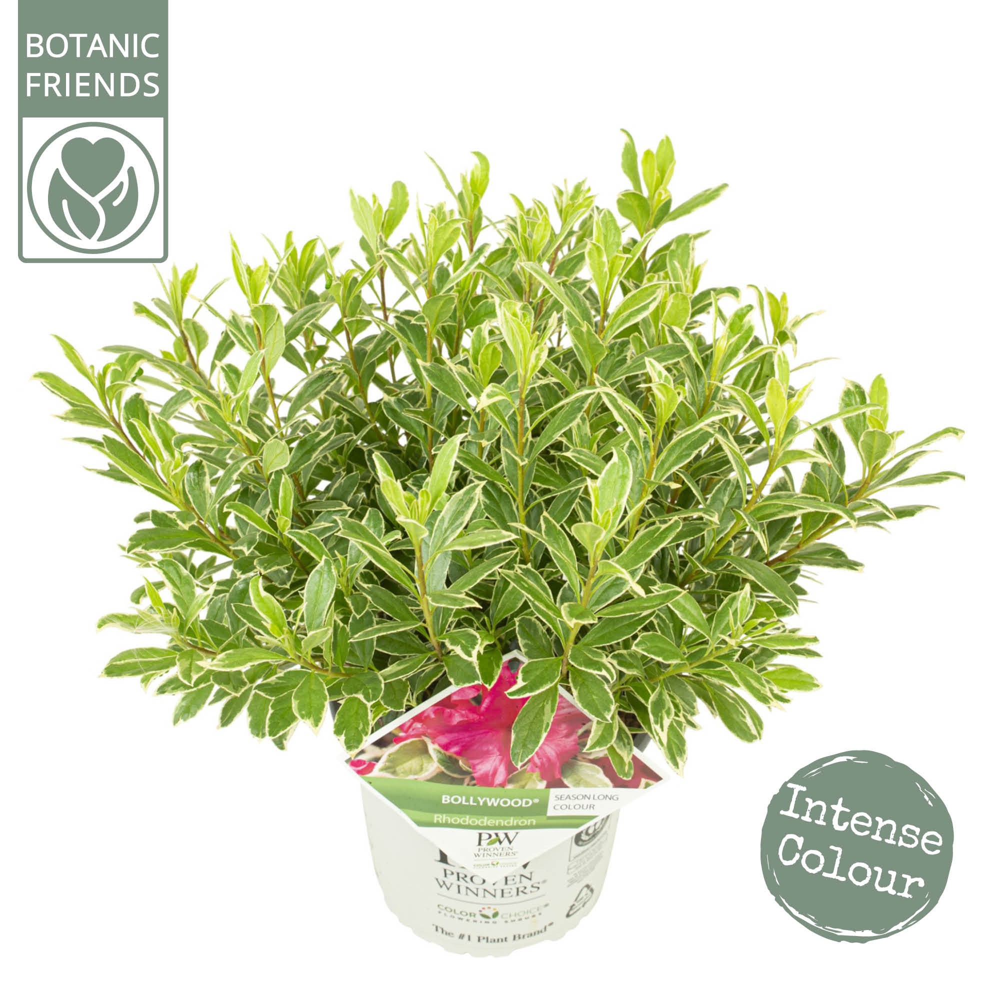 Picture of Rhododendron Bollywood P19 (3 Ltr)