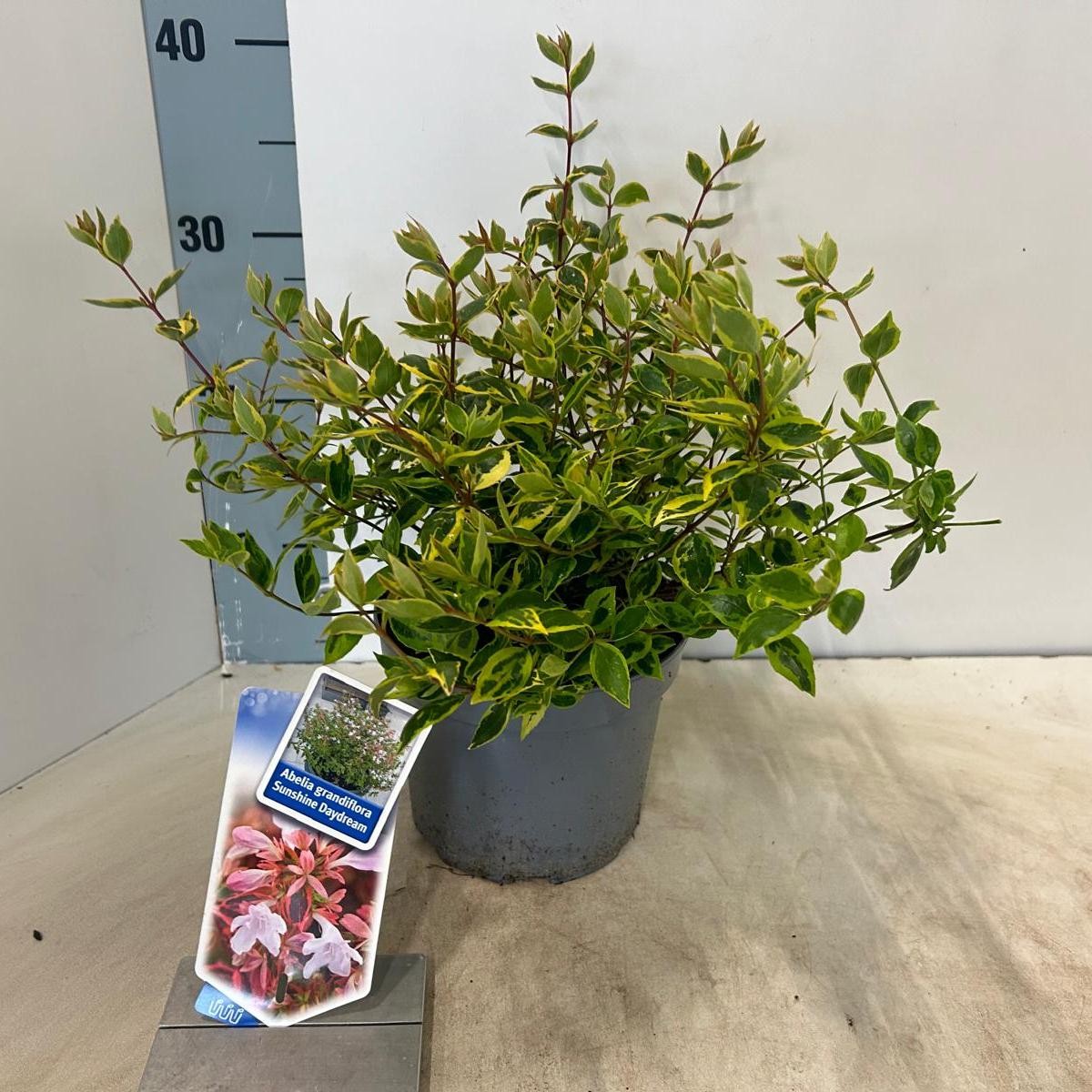 Picture of Abelia grandiflora Sunshine Daydream ('Abelops'PBR) P17 30CM