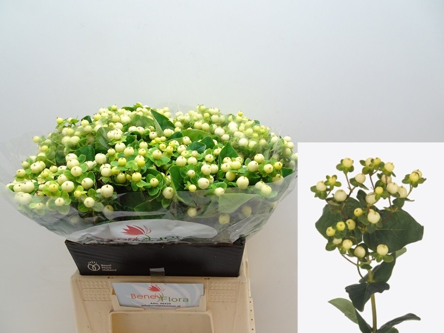 Hypericum Snowprince 40cm