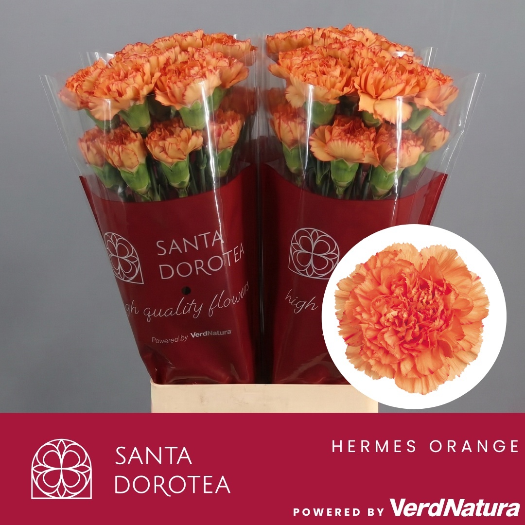 Dianthus St Hermes Orange 60cm