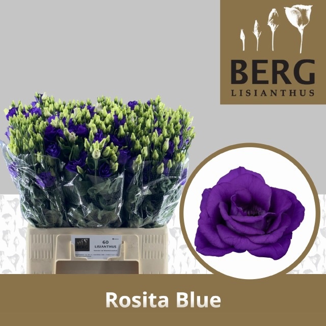 Lisianthus Double Rosita Blue 60cm