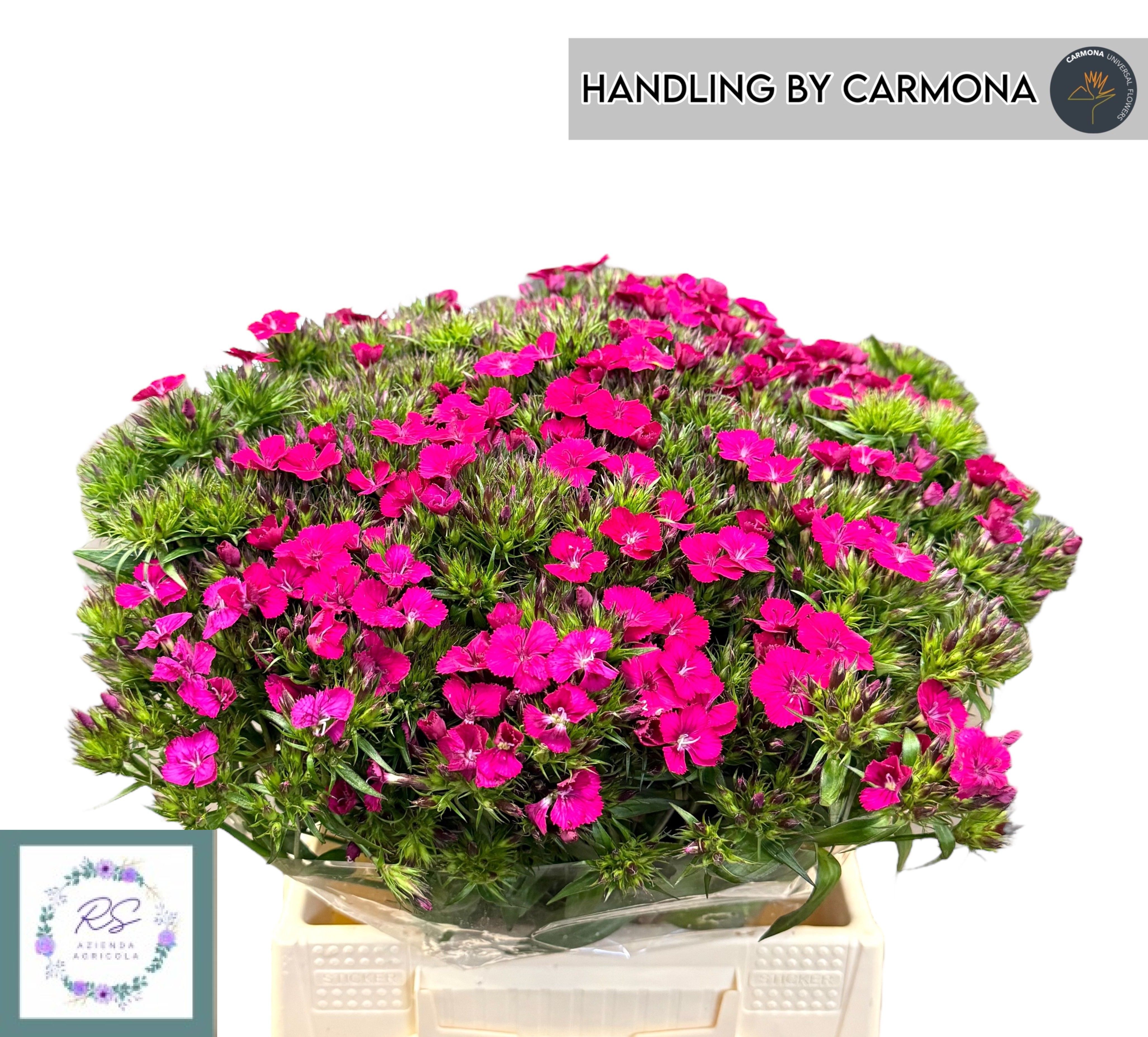 Dianthus Barb Neon Cherry 45cm