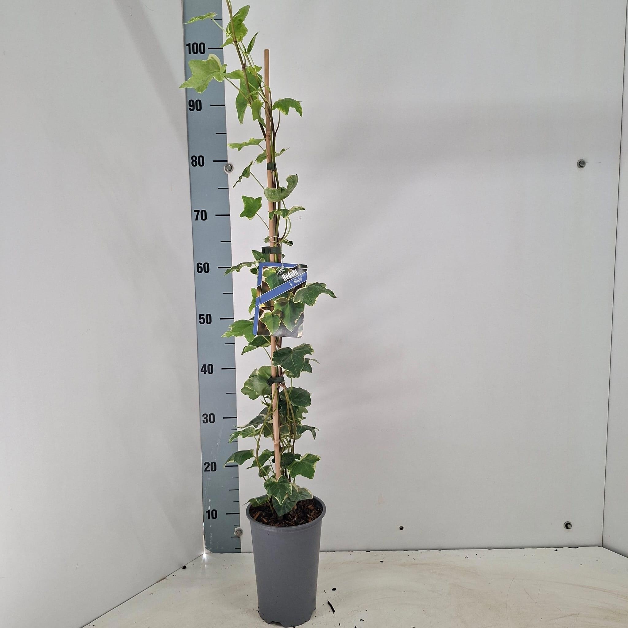 Hedera hel. ‘Glacier’ -- gestokt