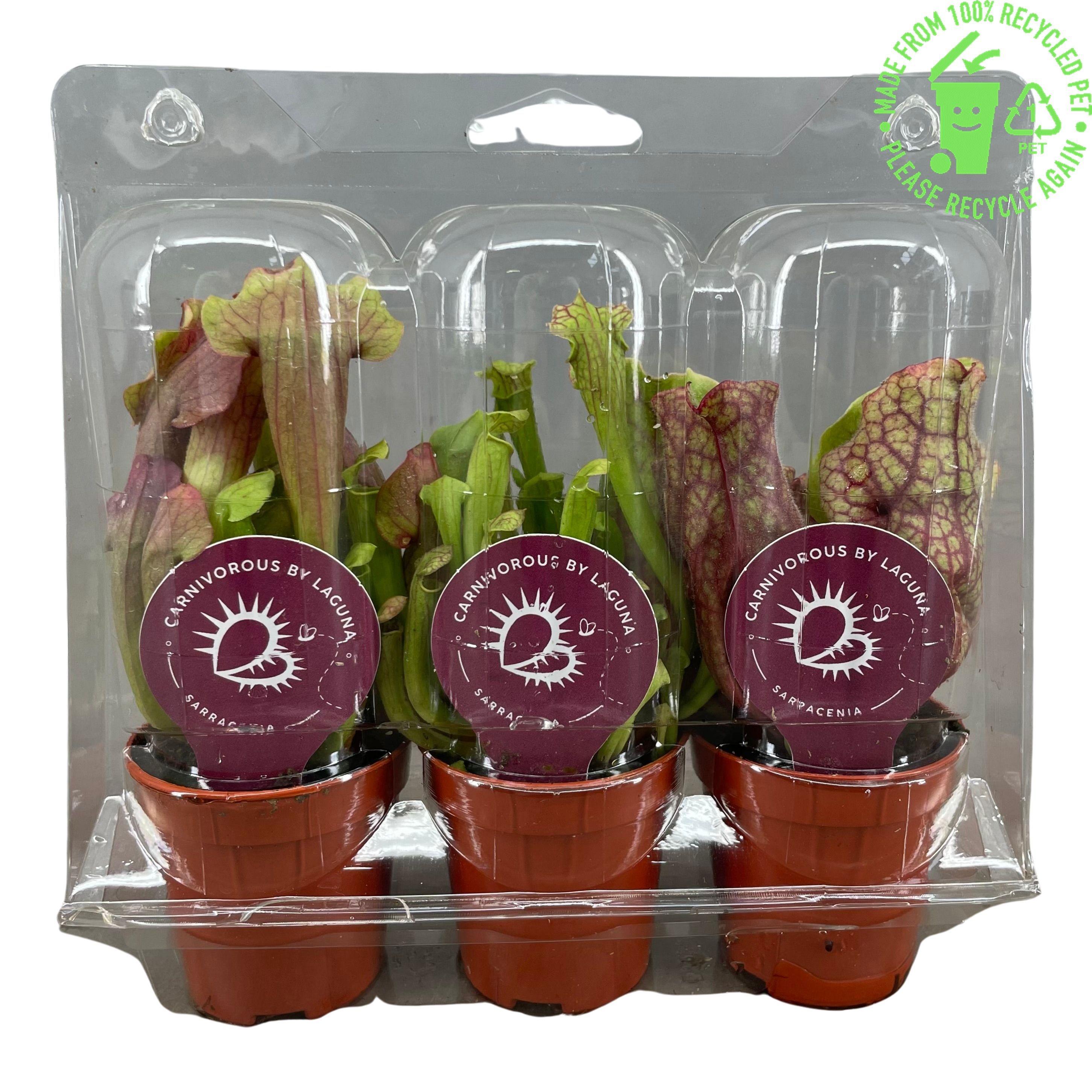 Sarracenia mix , 3 stuks in transparante blister