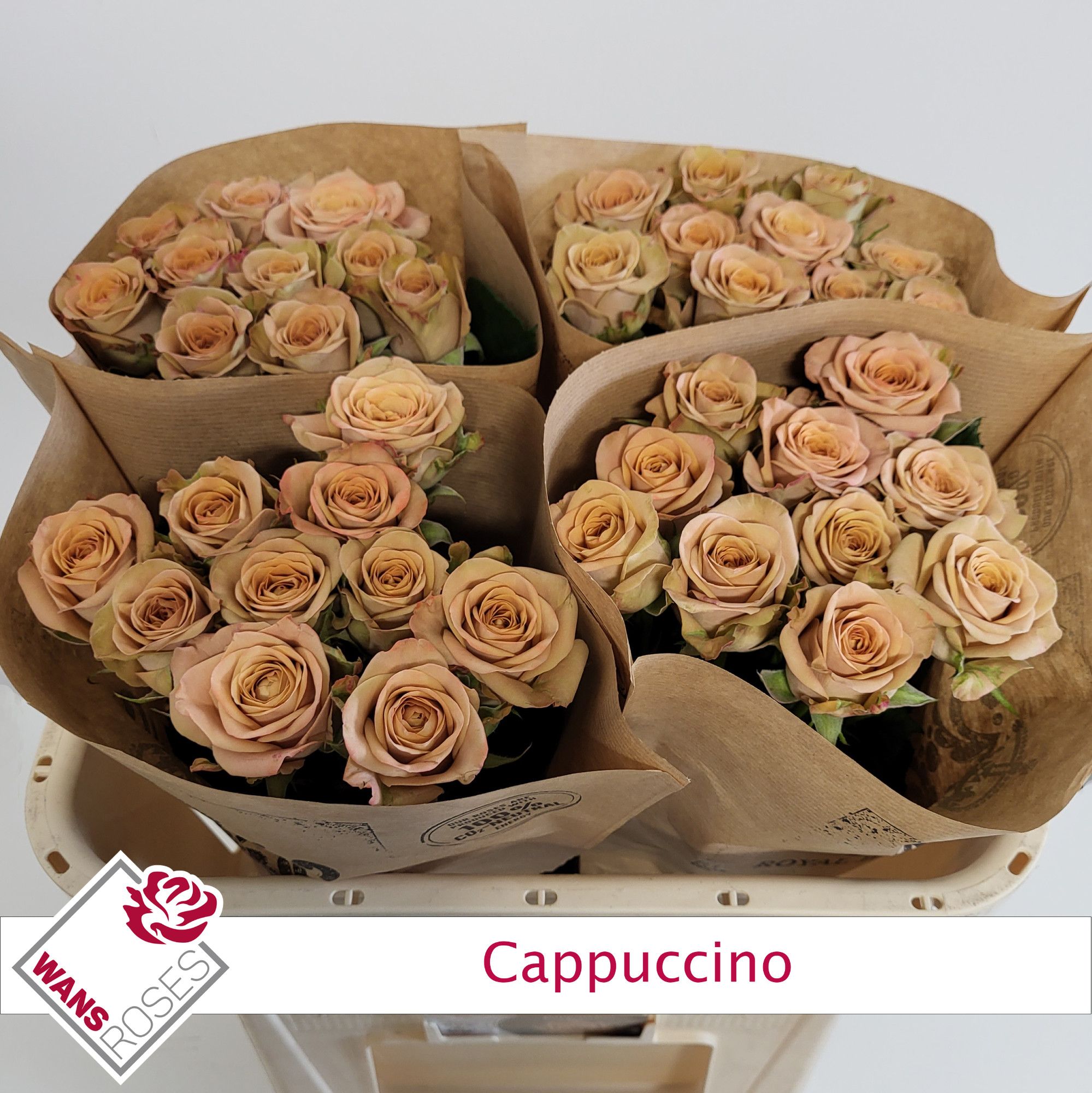 Rosa Capuccino 70cm