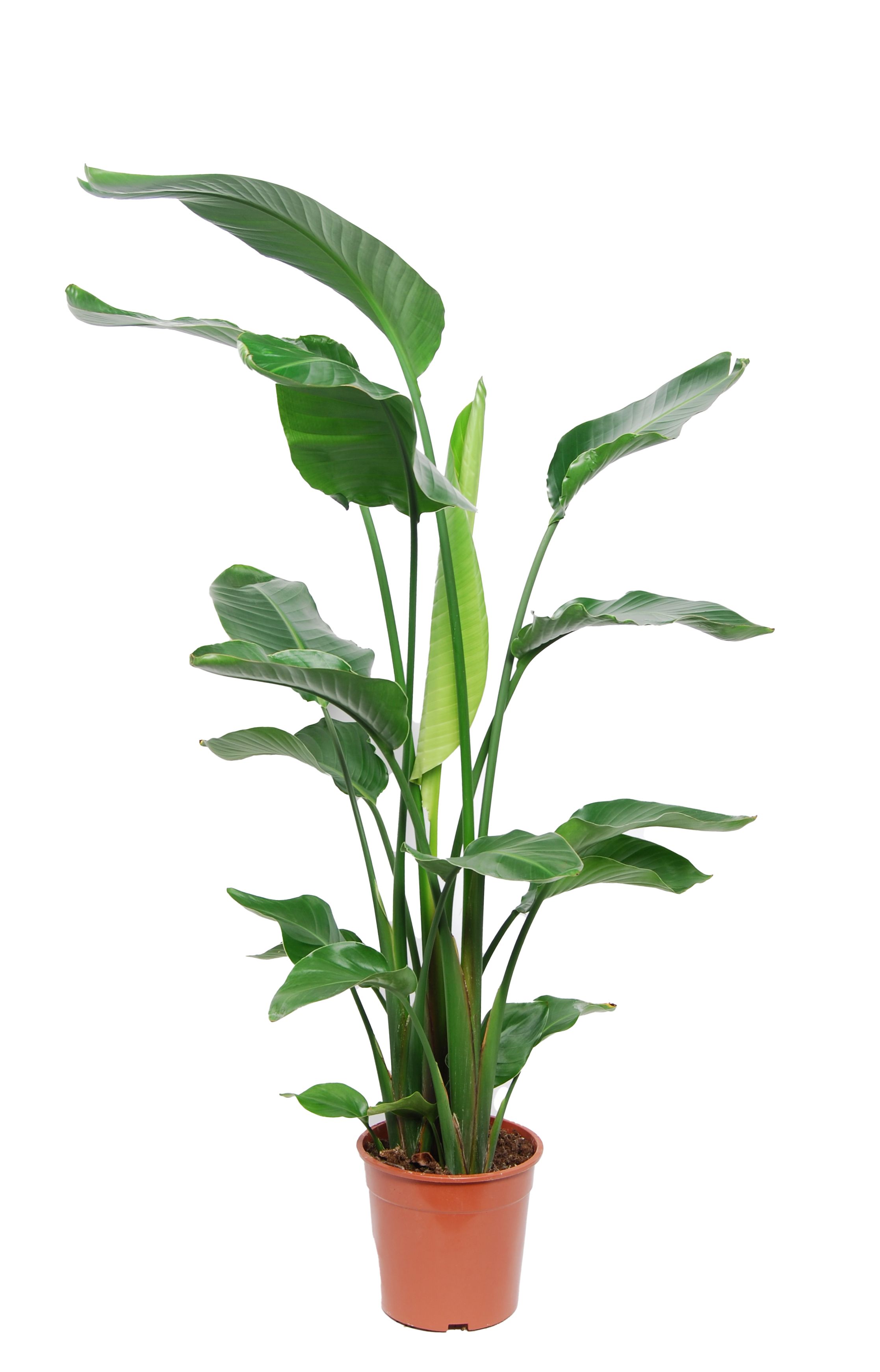 Picture of Strelitzia Nicolai 3 PP P24 100CM (LOOSE)