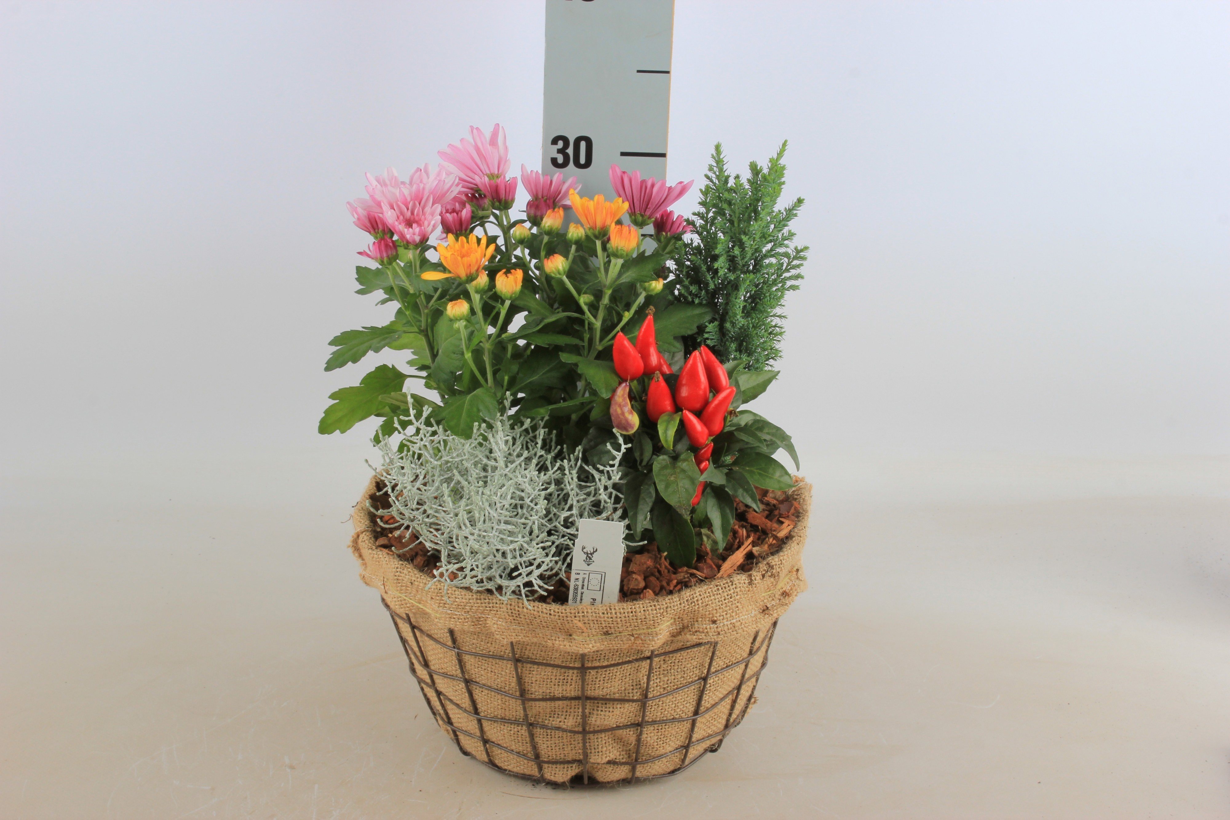 Arrangement Garden Plants 25Ø