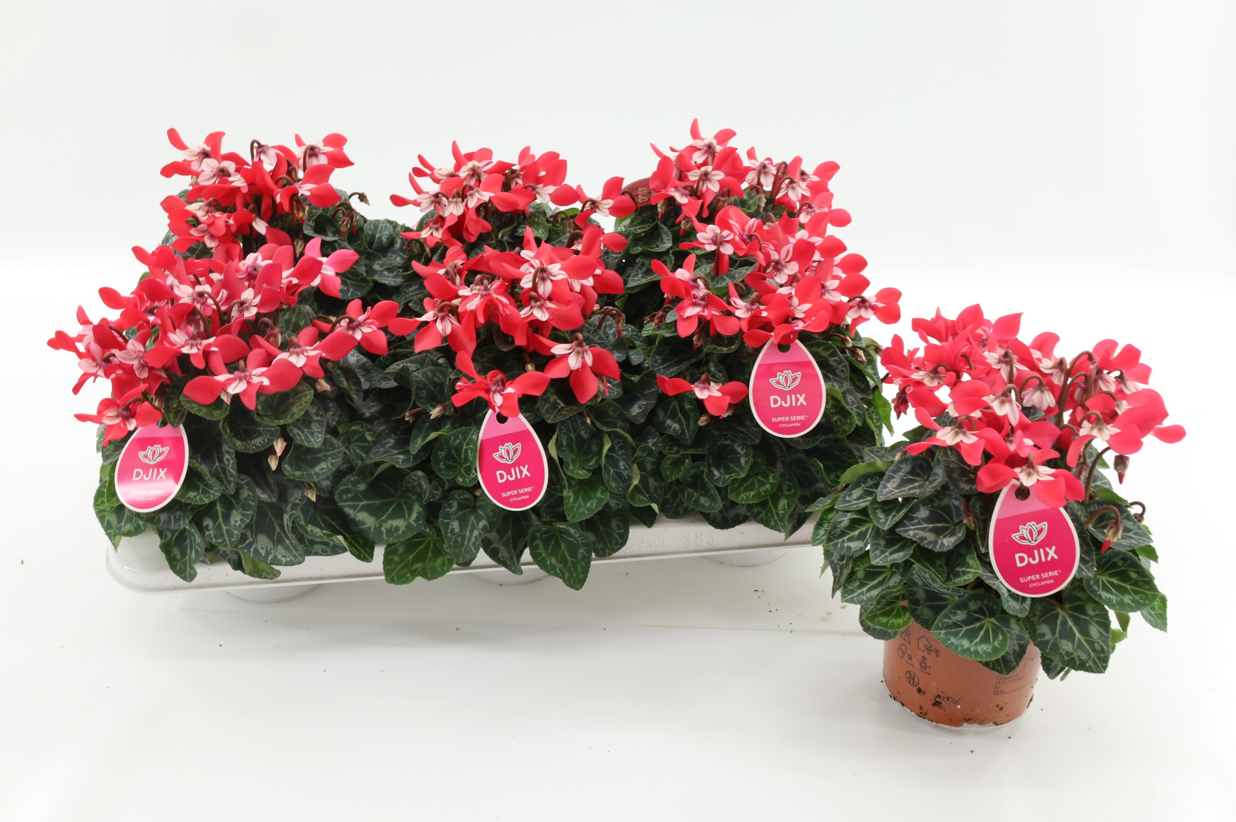 Cyclamen Djix Red