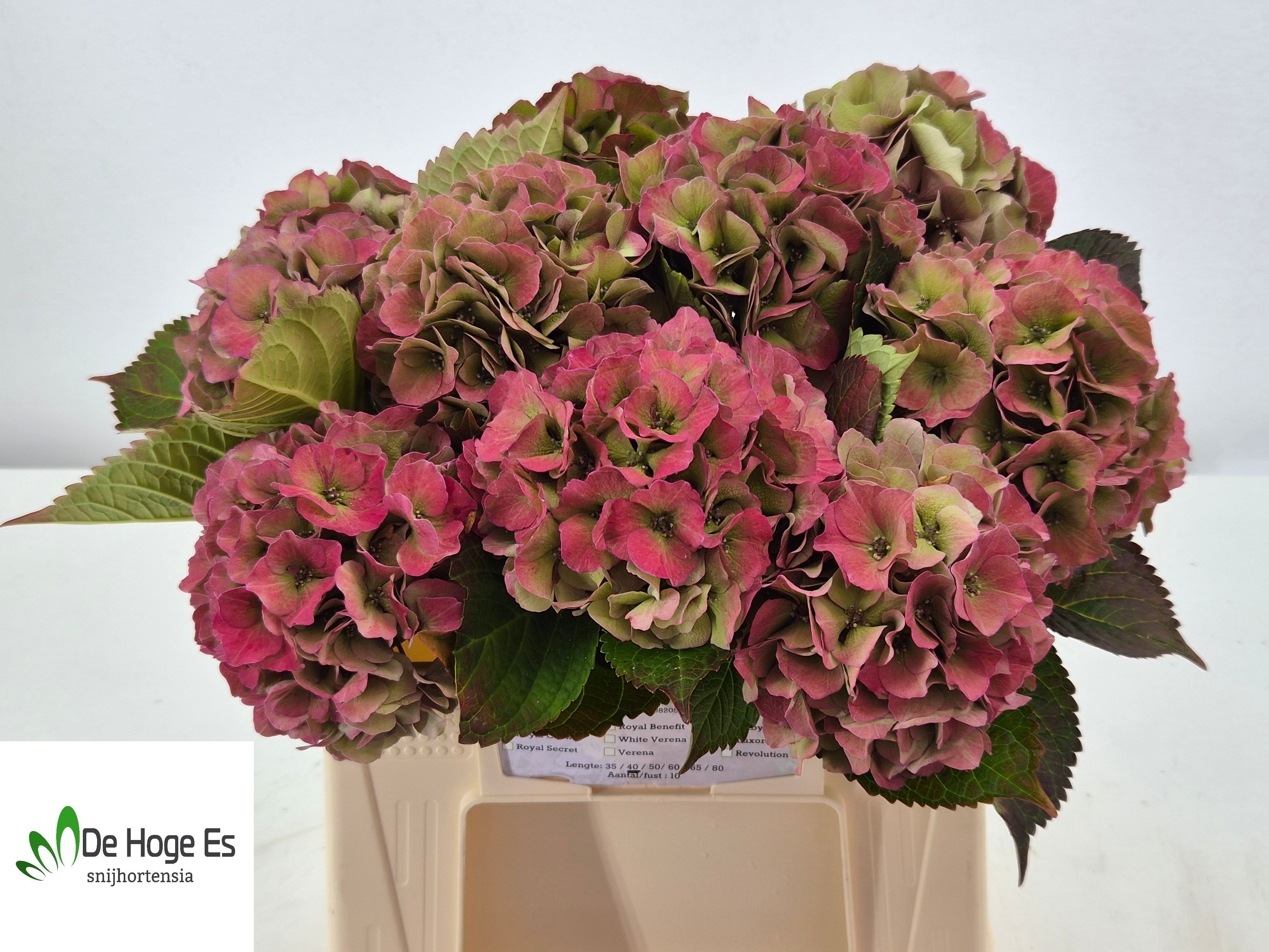 Hydrangea Royal Palace Classic 40cm 15Ø