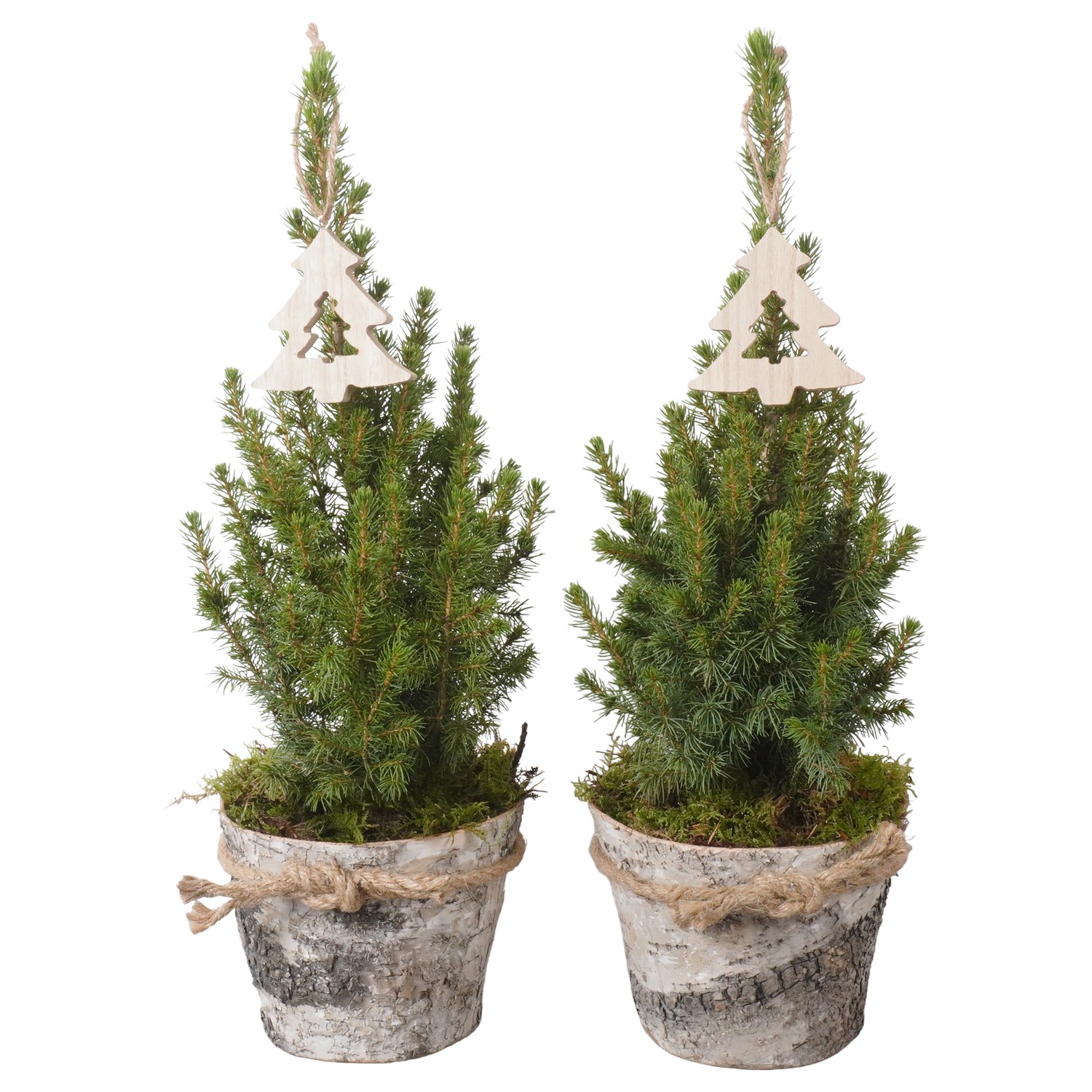 Picture of PTK24447 Picea Conica Perfecta in wooden pot decoration P13 45cm