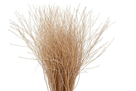 Betula Bs Kleurbeh