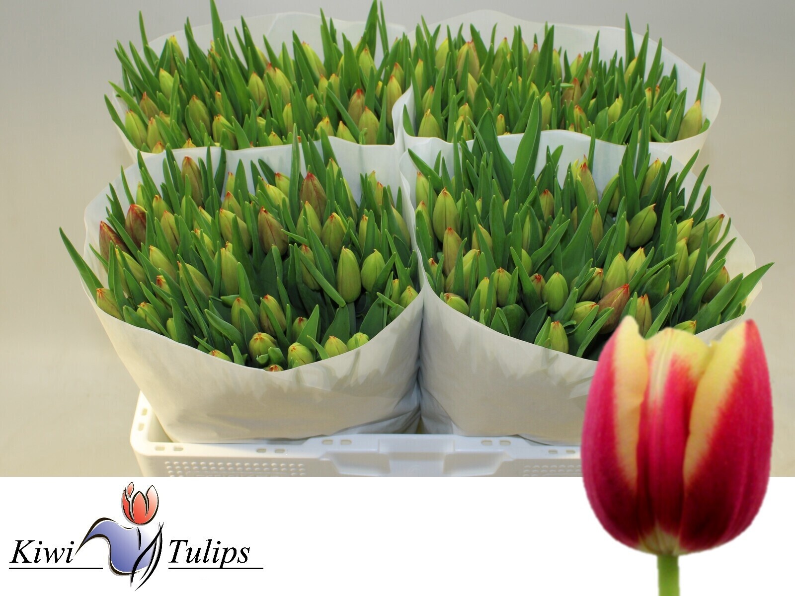 Tulipa Leen Vd Mark 42cm 26gram