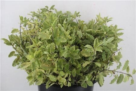 Pittosporum 50cm